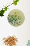 金银花海报
