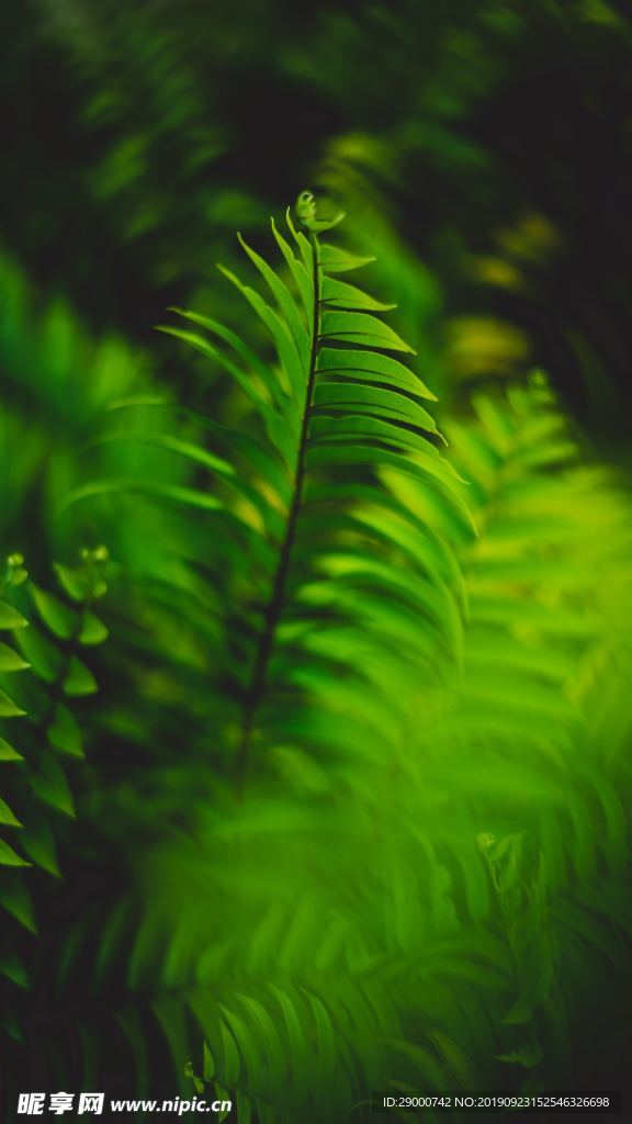 植物 绿色植物 常春藤