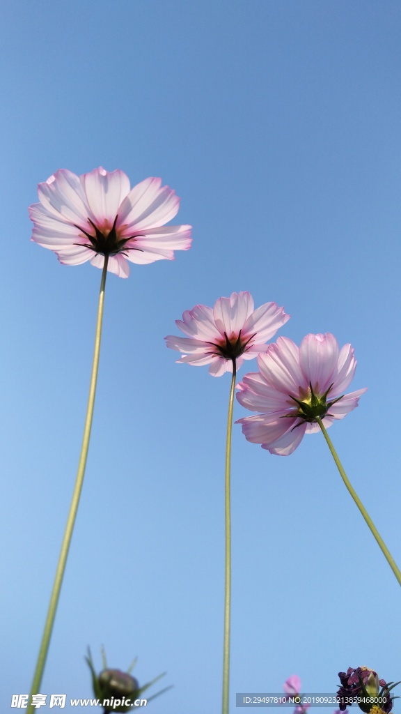 格桑花
