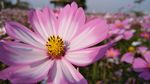 格桑花
