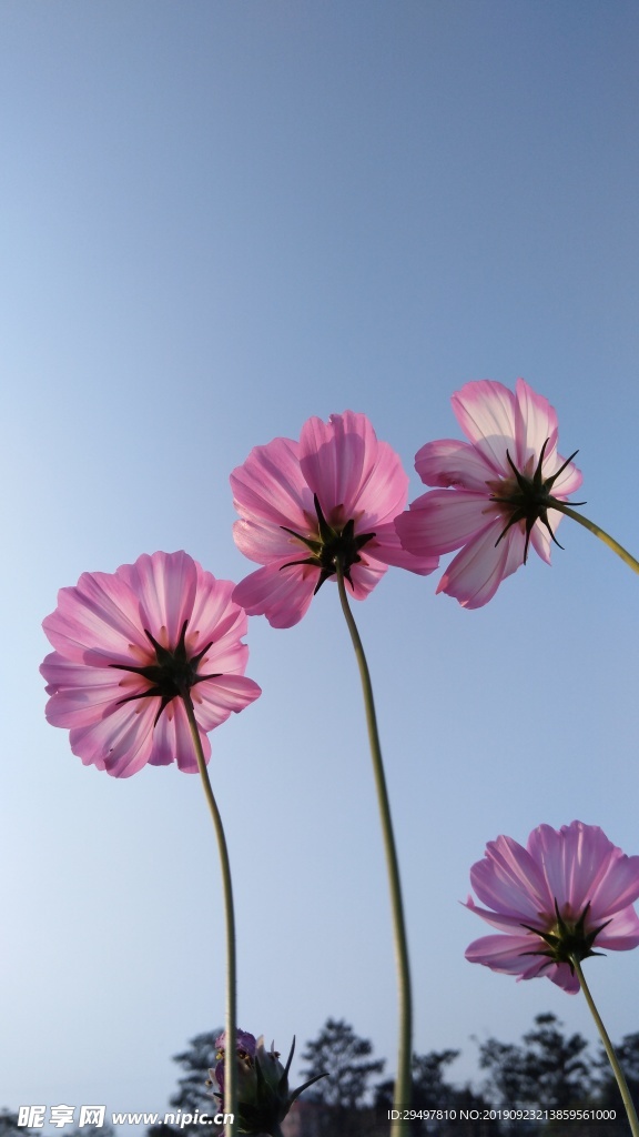 格桑花