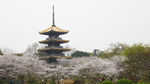 磨山樱园