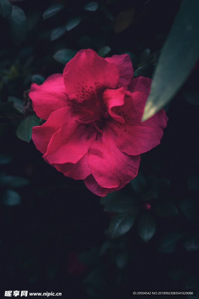 月季