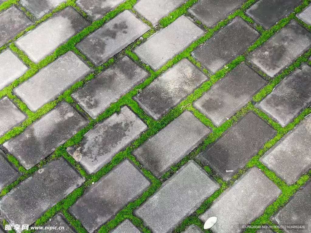 苔藓