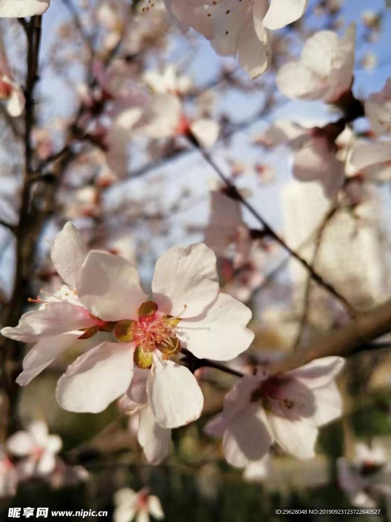 桃花