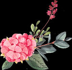 手绘水彩花卉图片