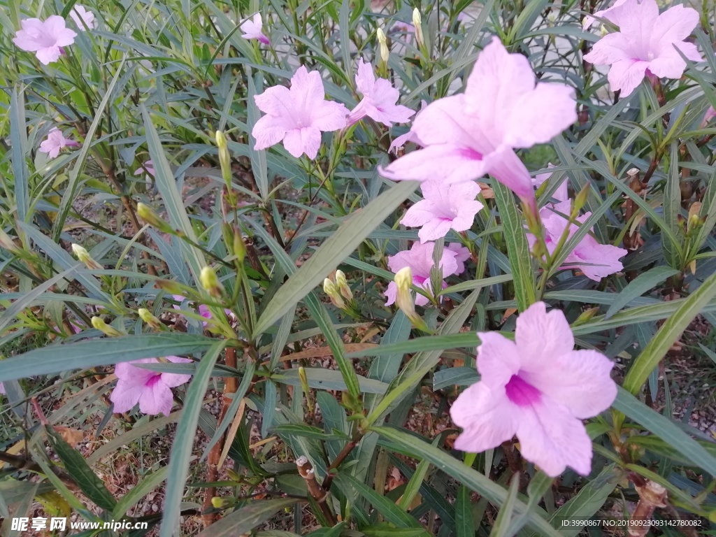 花