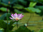 莲花