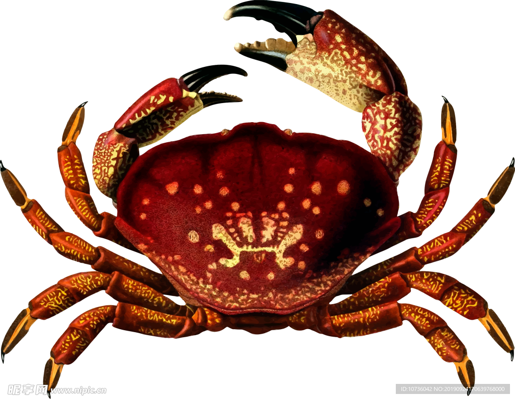 螃蟹设计图__海洋生物_生物世界_设计图库_昵图网nipic.com