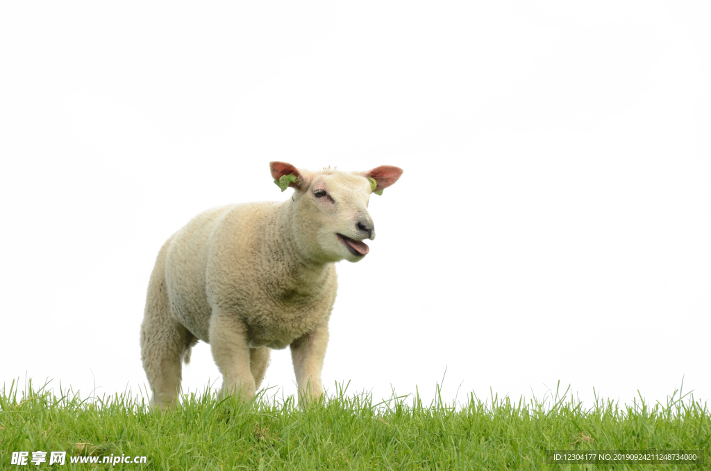 羊