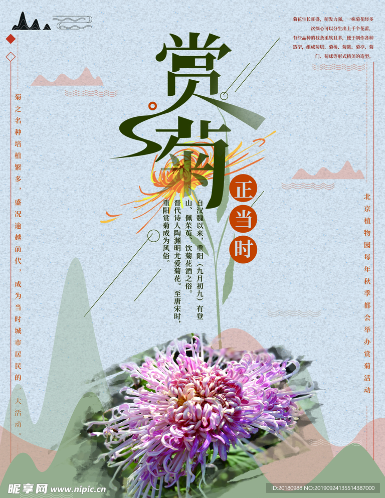 赏菊花