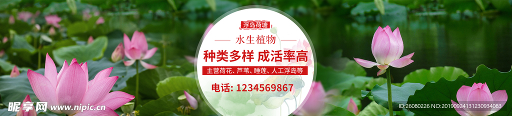水生植物荷花养殖花卉绿色海报