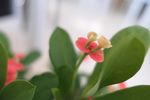 虎刺梅
