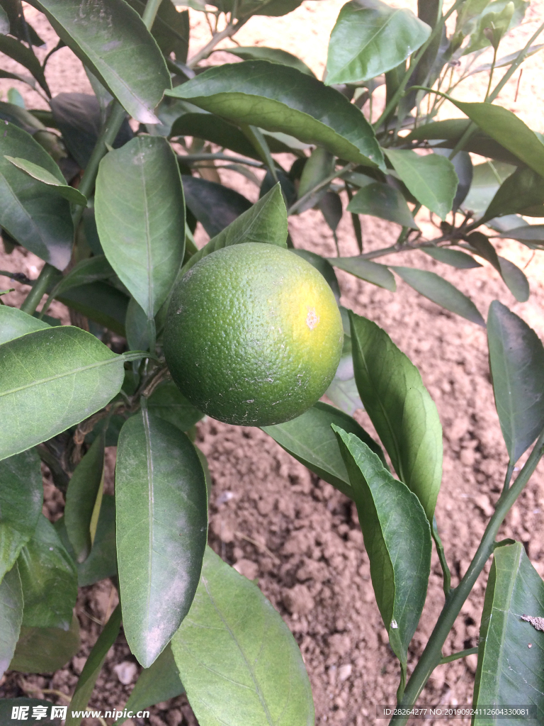 橘子