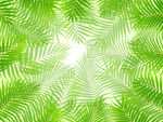 绿色植物 树叶