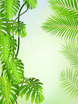 绿色植物 树叶