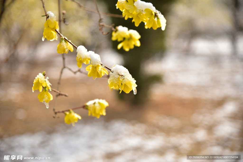 冰雪黄花2