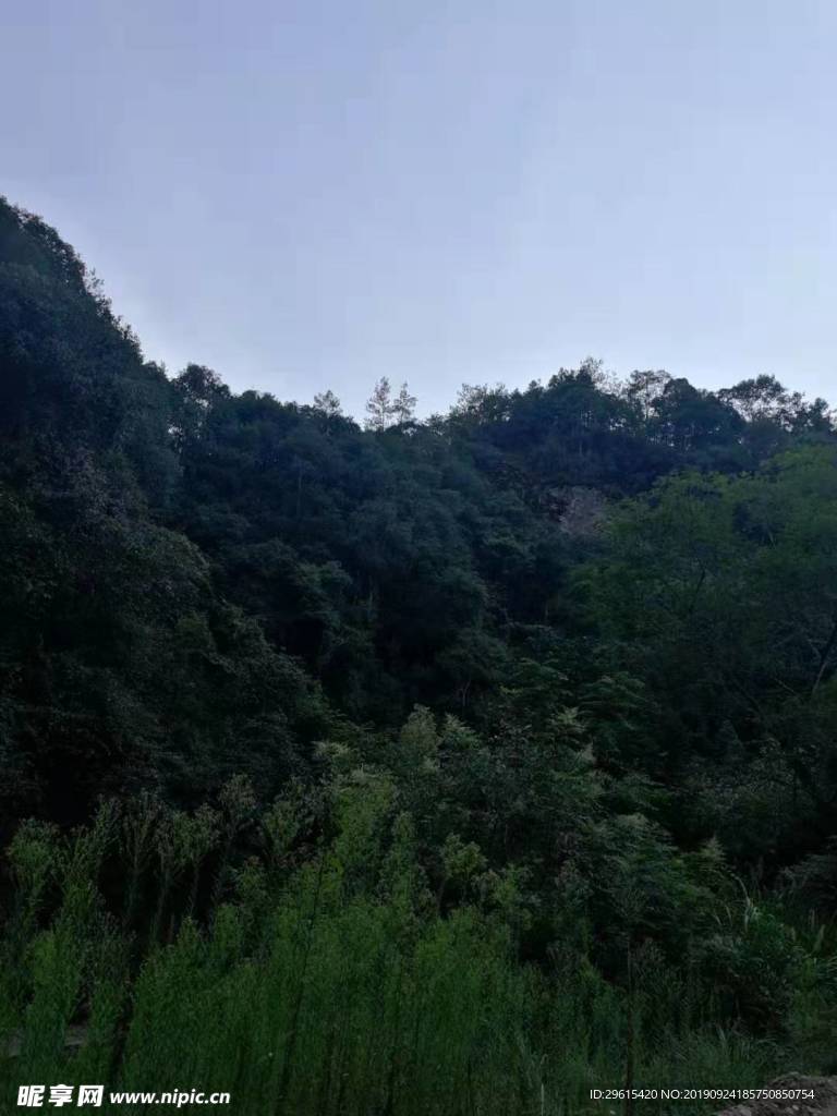 森林