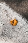 路面上的落叶