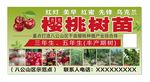 樱桃猕猴桃树苗广告