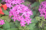 繁星花