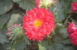 翠菊