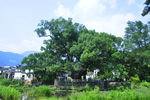乡村风景