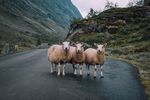 公路上的三只山羊