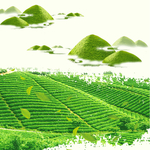茶