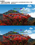 蓝天白云山花烂漫FLASH视频