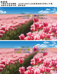 郁金香自然风景客中行视频