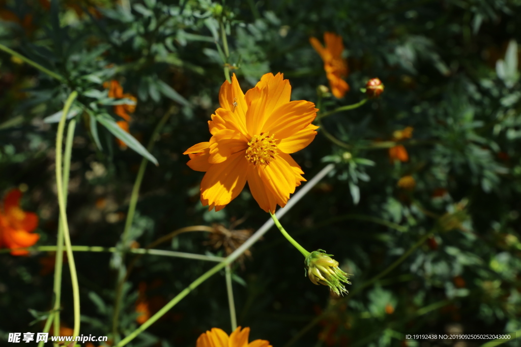 硫华菊