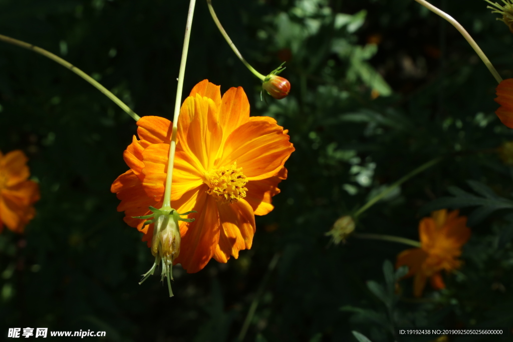 硫华菊