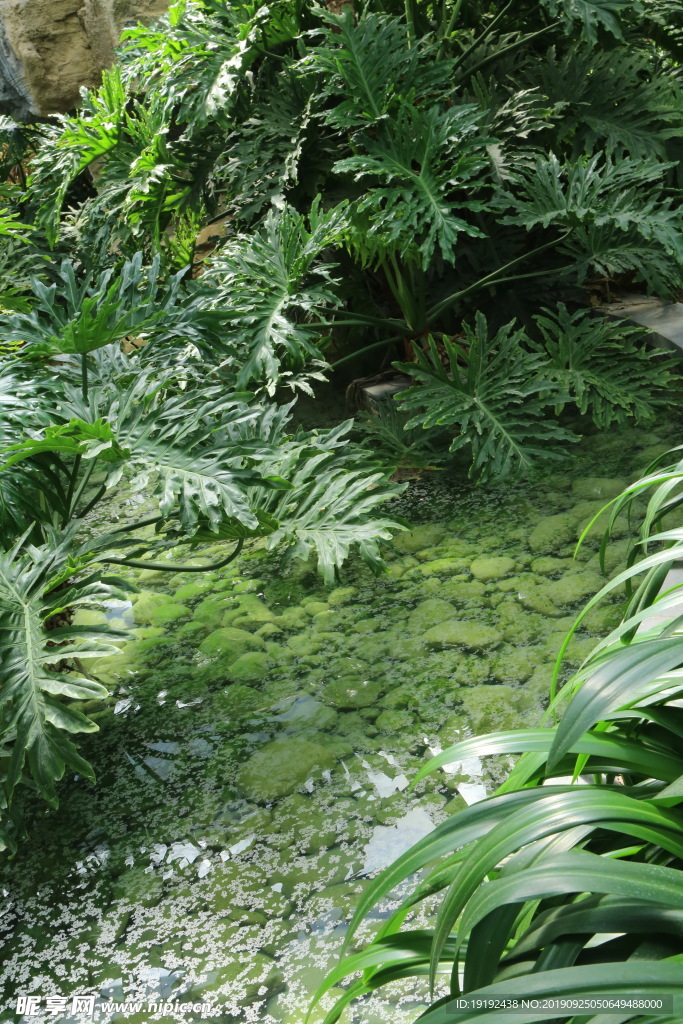观叶植物