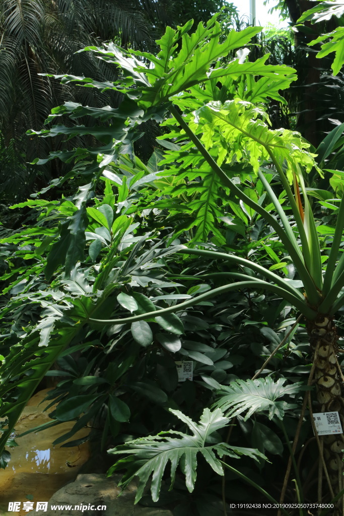 观叶植物