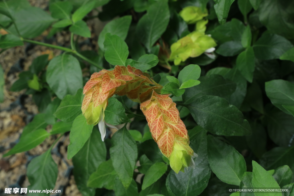 虾衣花