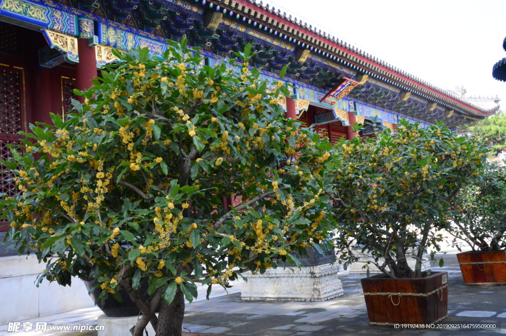 桂花