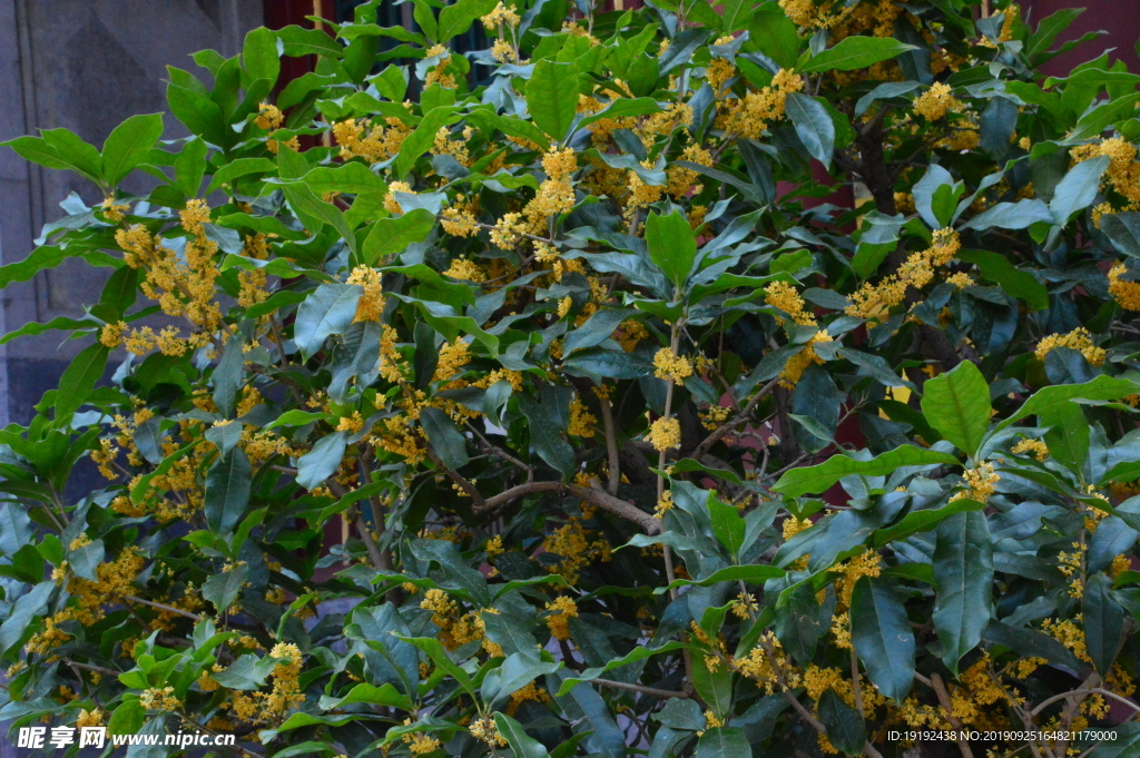 桂花