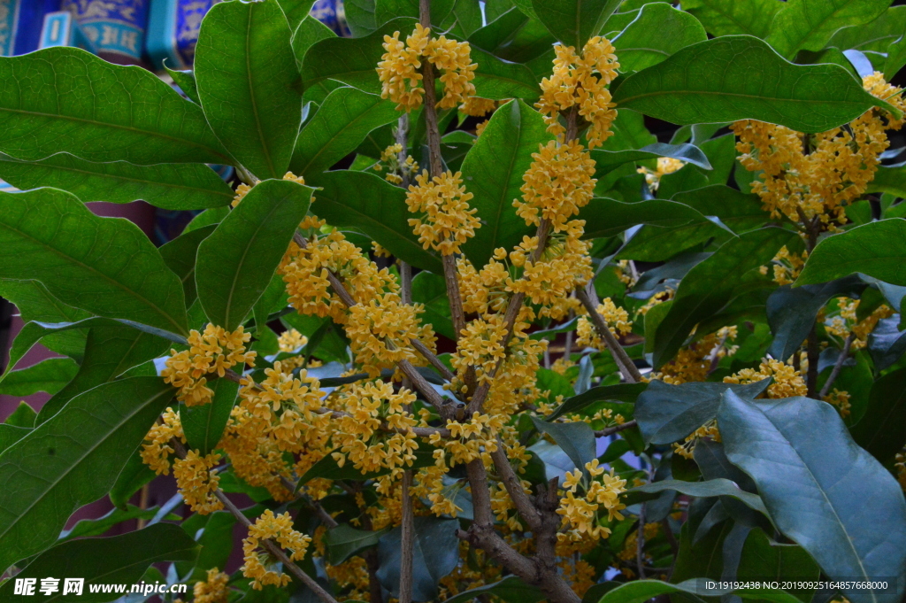 桂花