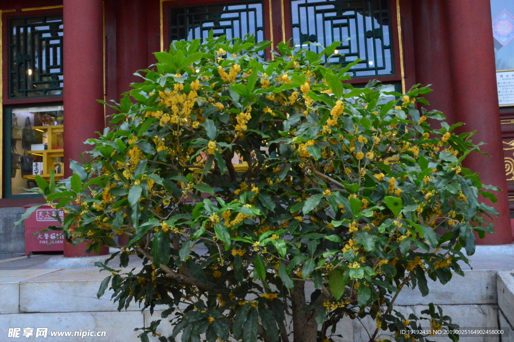 桂花