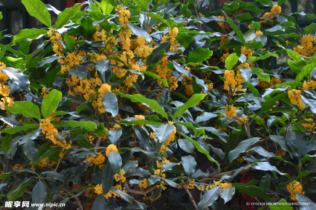 桂花