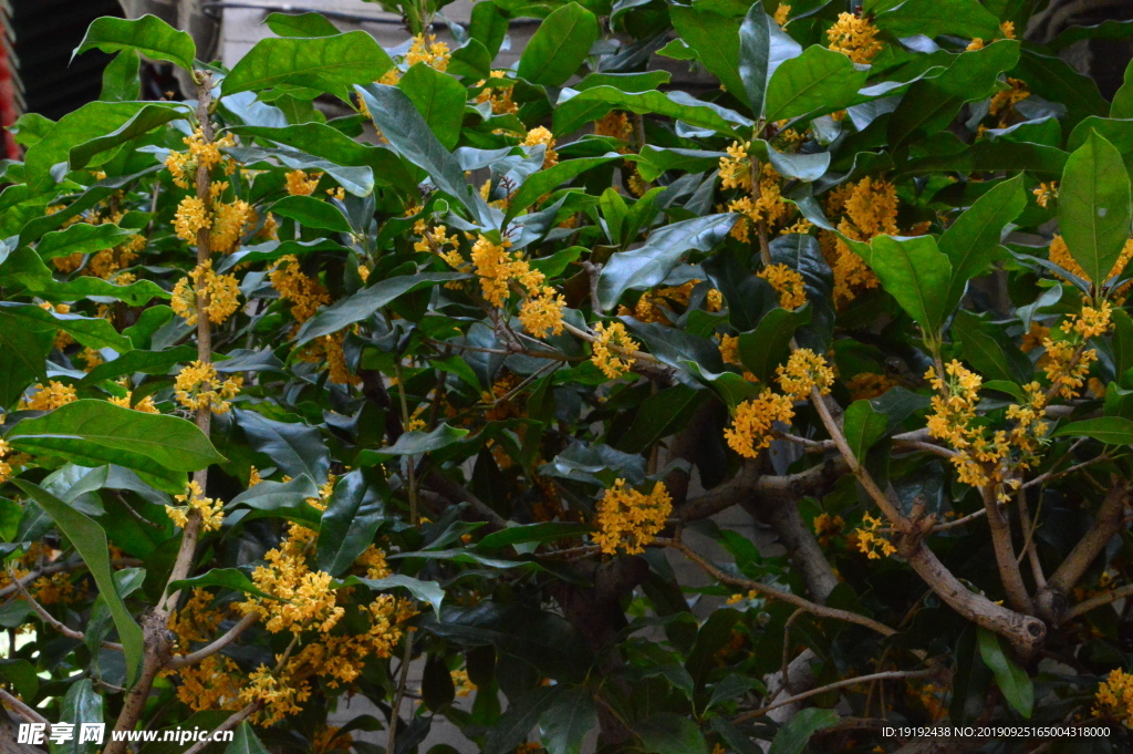 桂花