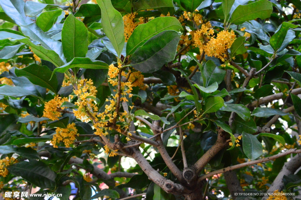 桂花