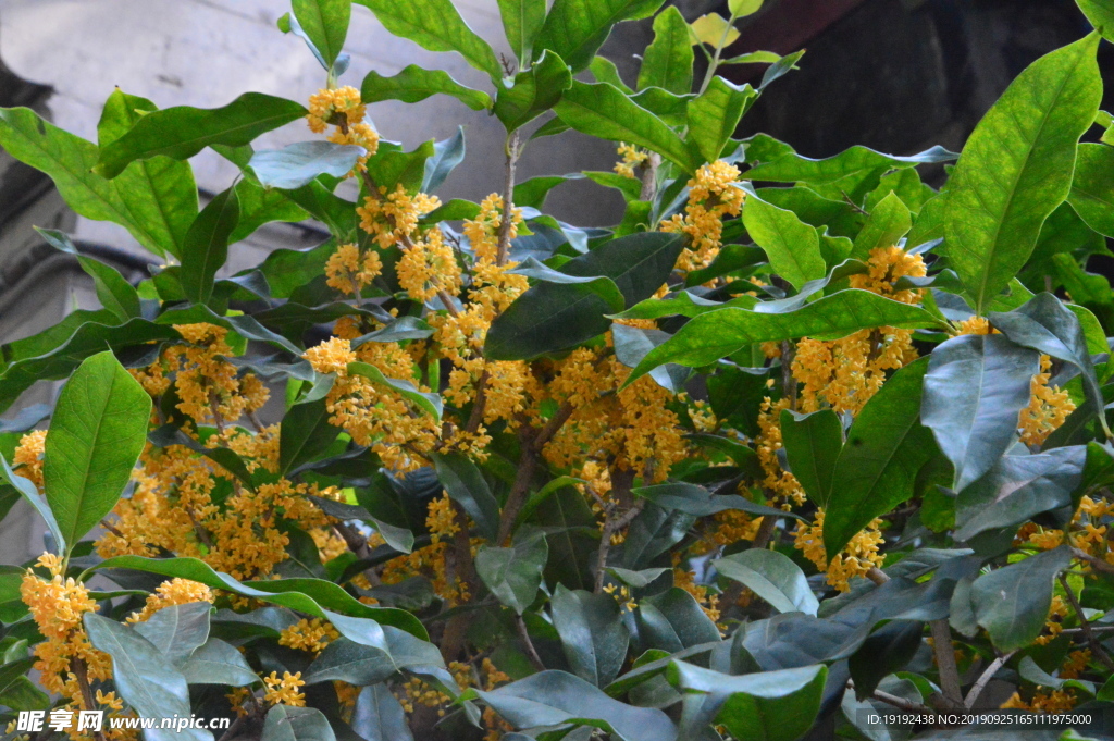 桂花