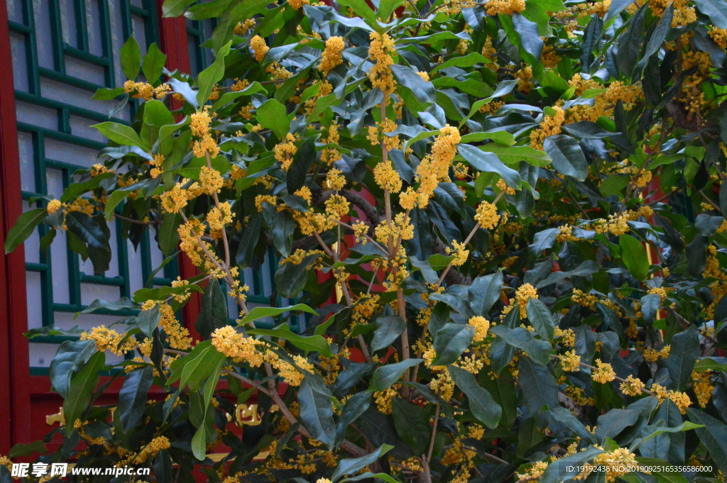 桂花