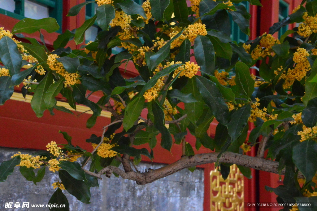 桂花