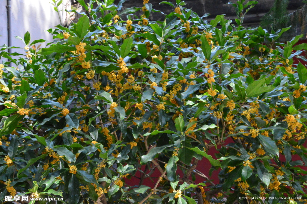 桂花