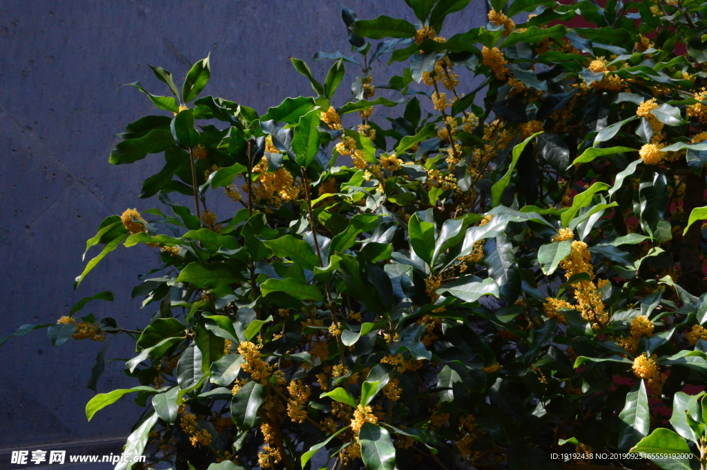 桂花
