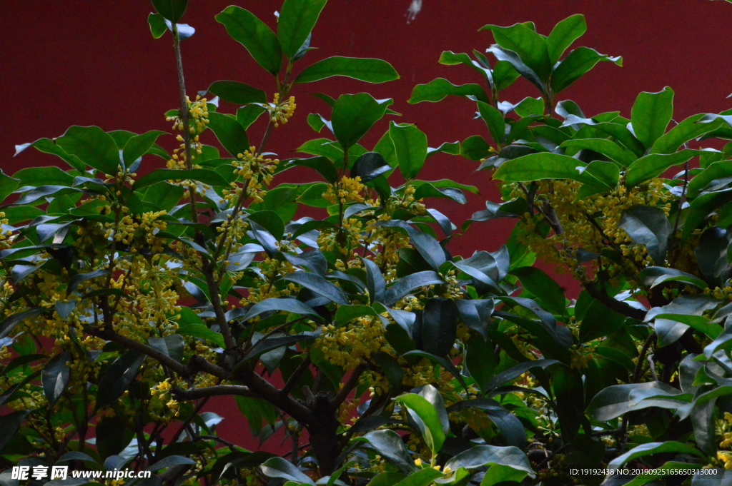 桂花