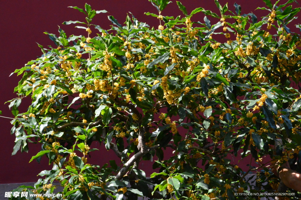桂花